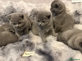 British Shorthair cats Gorgeous British shorthair kittens available - Advert 1
