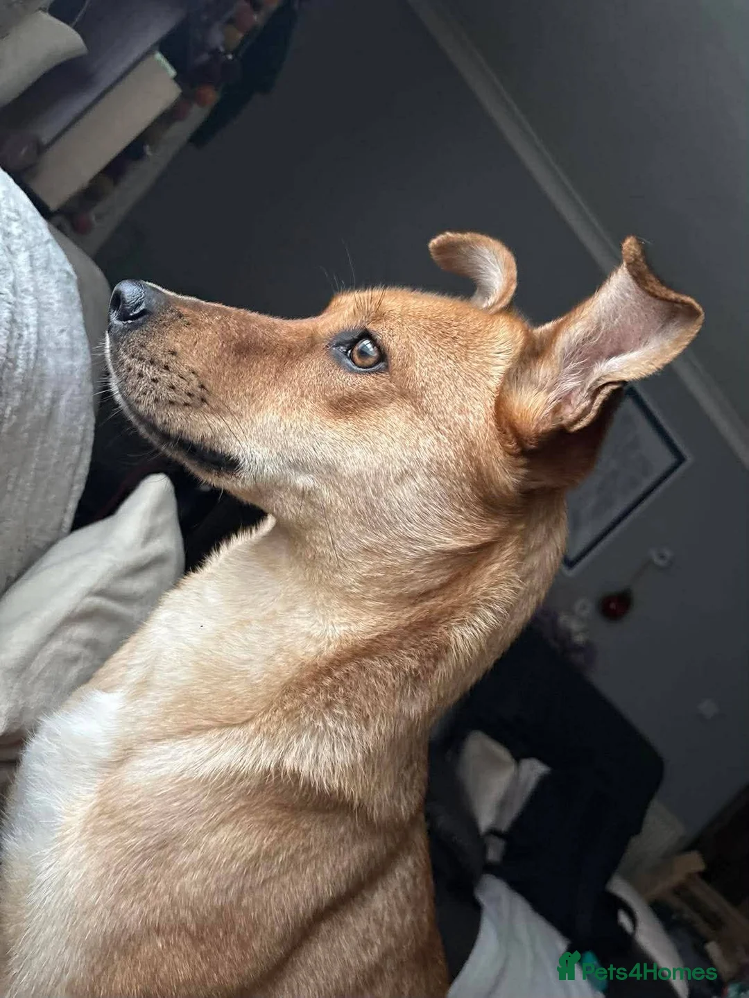 Mixed Breed dogs for adoption: Sandy for adoption in Leigh-on-Sea - Advert 2