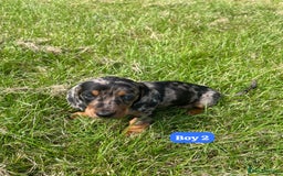 Dachshund dogs for sale: Dachshund Puppies  - Image 5