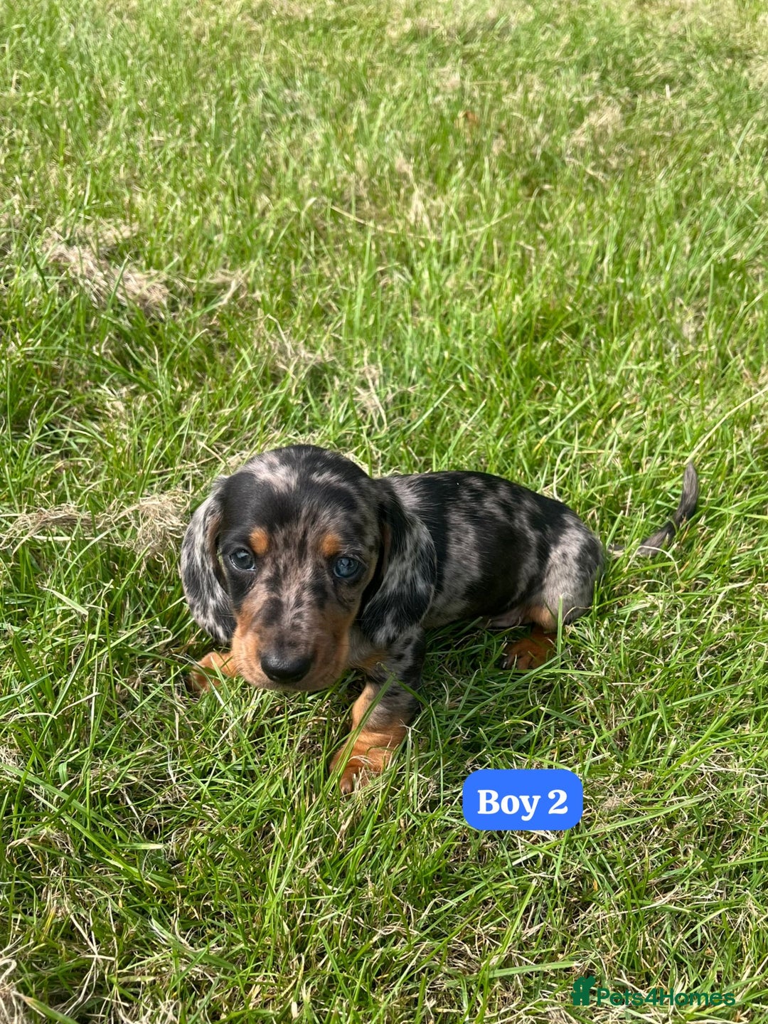 Dachshund dogs for sale: Dachshund Puppies  - Image 5