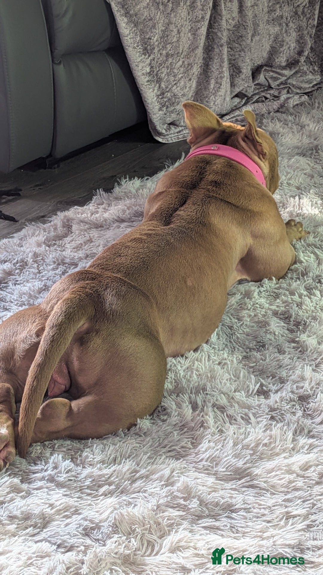 American Bully dogs for sale: Micro bully female  - Image 4