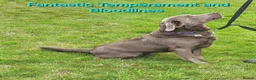 Labrador Retriever dogs for sale: Gorgeous Chocolate Labrador Puppies  - Advert 22