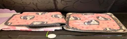 Guinea Pig rodents for sale: 2 female guinea pigs & whole set up  in Sutton-in-Ashfield - Advert 18