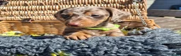 Dachshund dogs for sale: Minature Dachshund pups - Advert 17