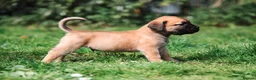 Boerboel dogs for sale: Topguard Kennels 2026 waitlist now open! - Advert 19