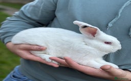 New Zealand rabbits for sale: Rabbits White New Zealand for Sale - Image 7