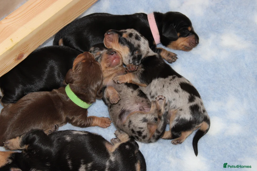 Dachshund dogs for sale: Beautiful Dachshund Puppies 🐶❤️ - Advert 2