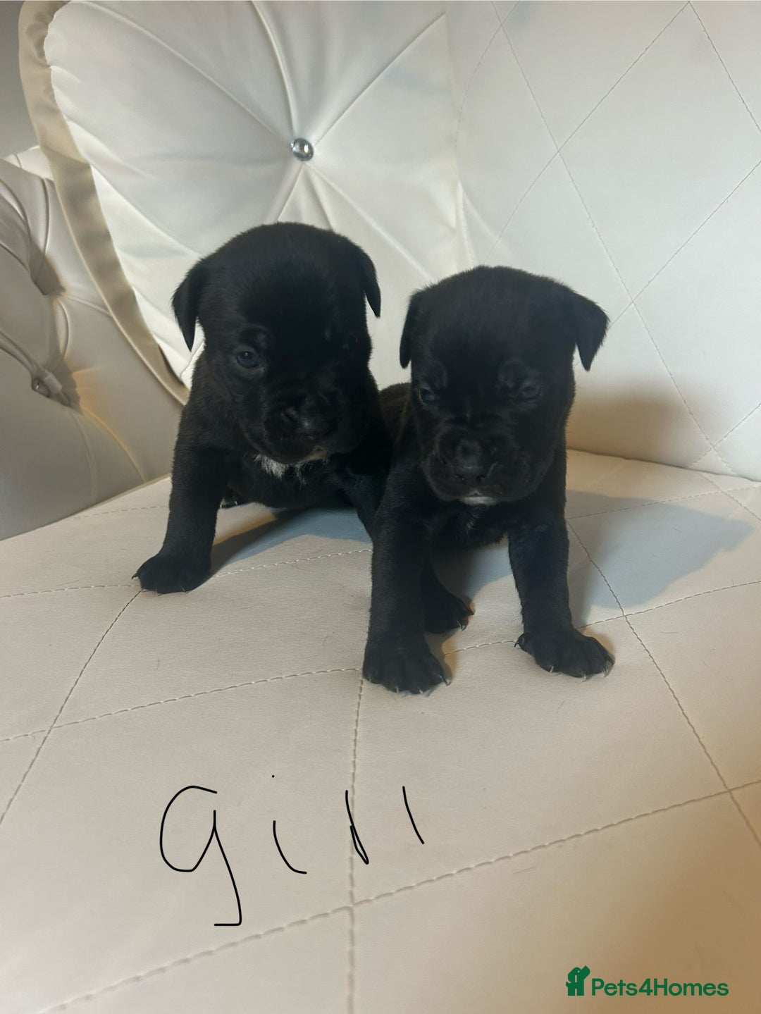 Mixed Breed dogs for sale: Stunning dogue de Bordeaux X cane corso - Image 5