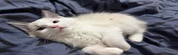 Ragdoll cats for sale: TWO BOYS RAGDOLLS FOR SELL - Advert 3
