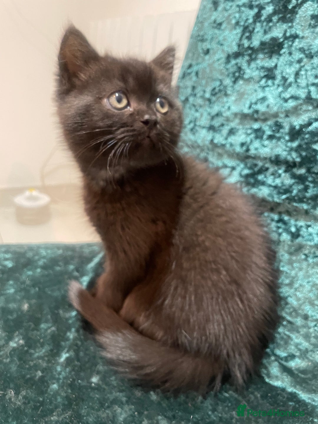 British Shorthair cats for sale: British shorthair chocolate brown mocha kitten - Advert 10