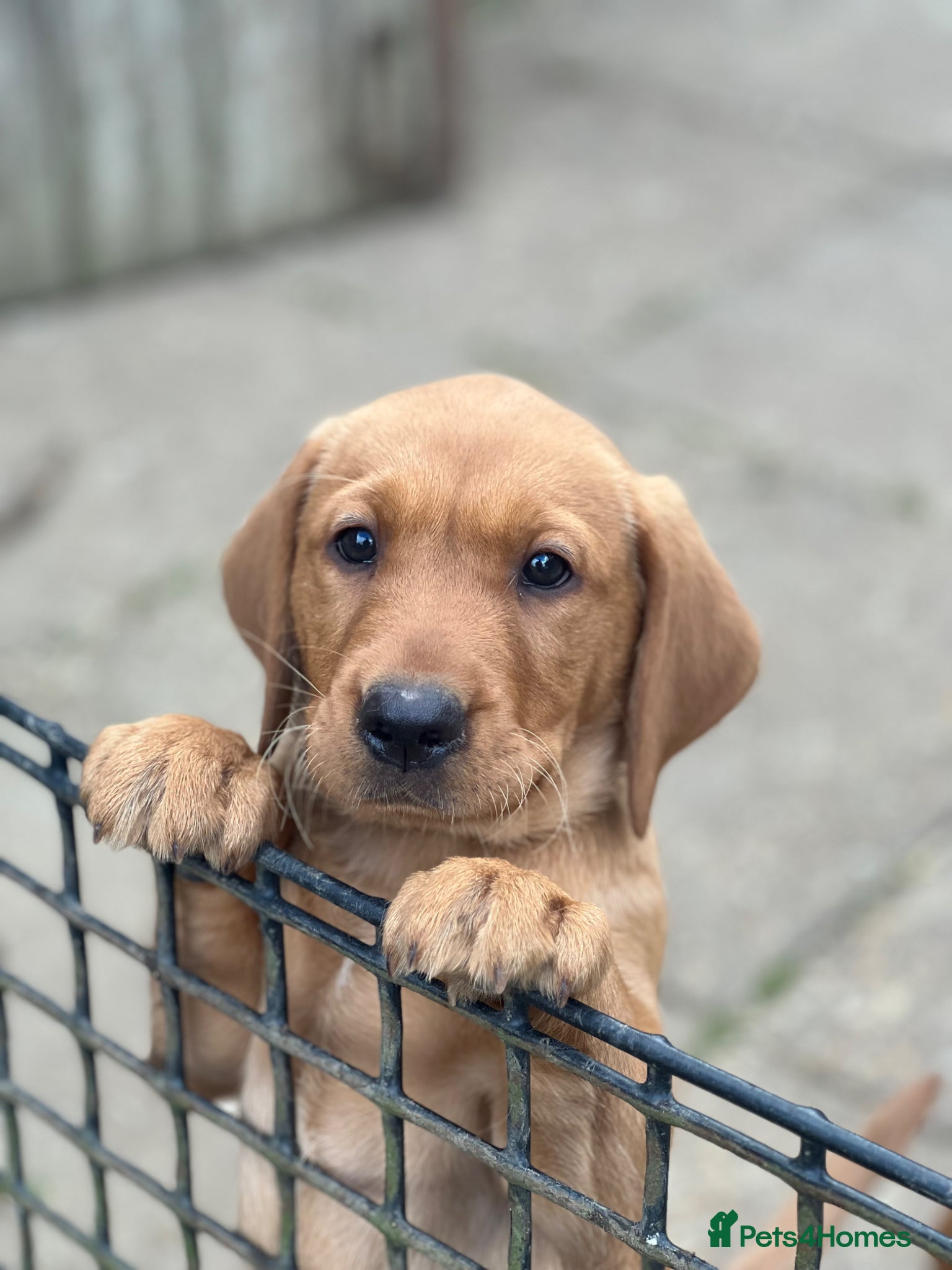 Labrador Retriever dogs for sale: Stunning Fox Red Labrador pups for sale - Advert 8