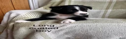 Border Collie dogs for sale: KC/ISDS Registered Beautiful Border Collie Pups - Advert 9