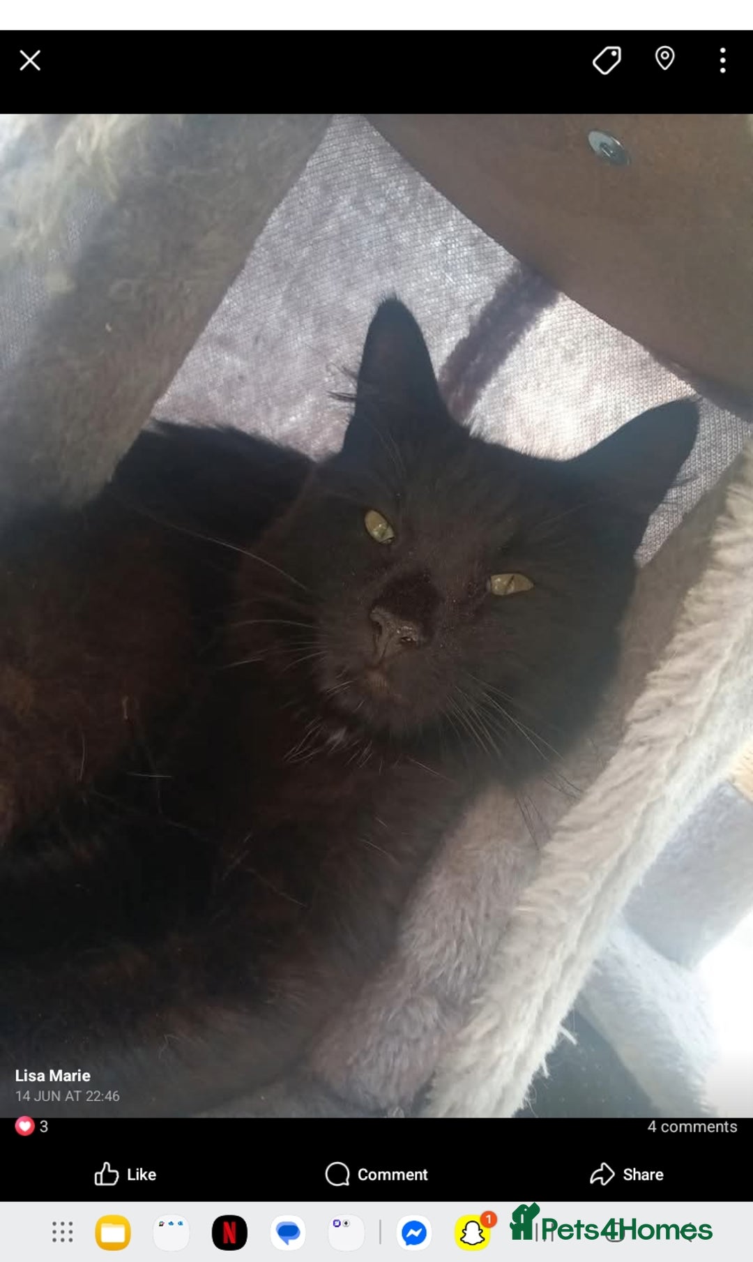 Norwegian Forest Cat cats for sale: Male Russian blue mix norwegian forest  - Image 1