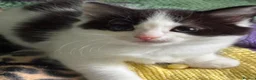 Domestic Shorthair cats for adoption: Adorable Kittens - Adopt  Cats in Crisis EastLdn - Advert 2