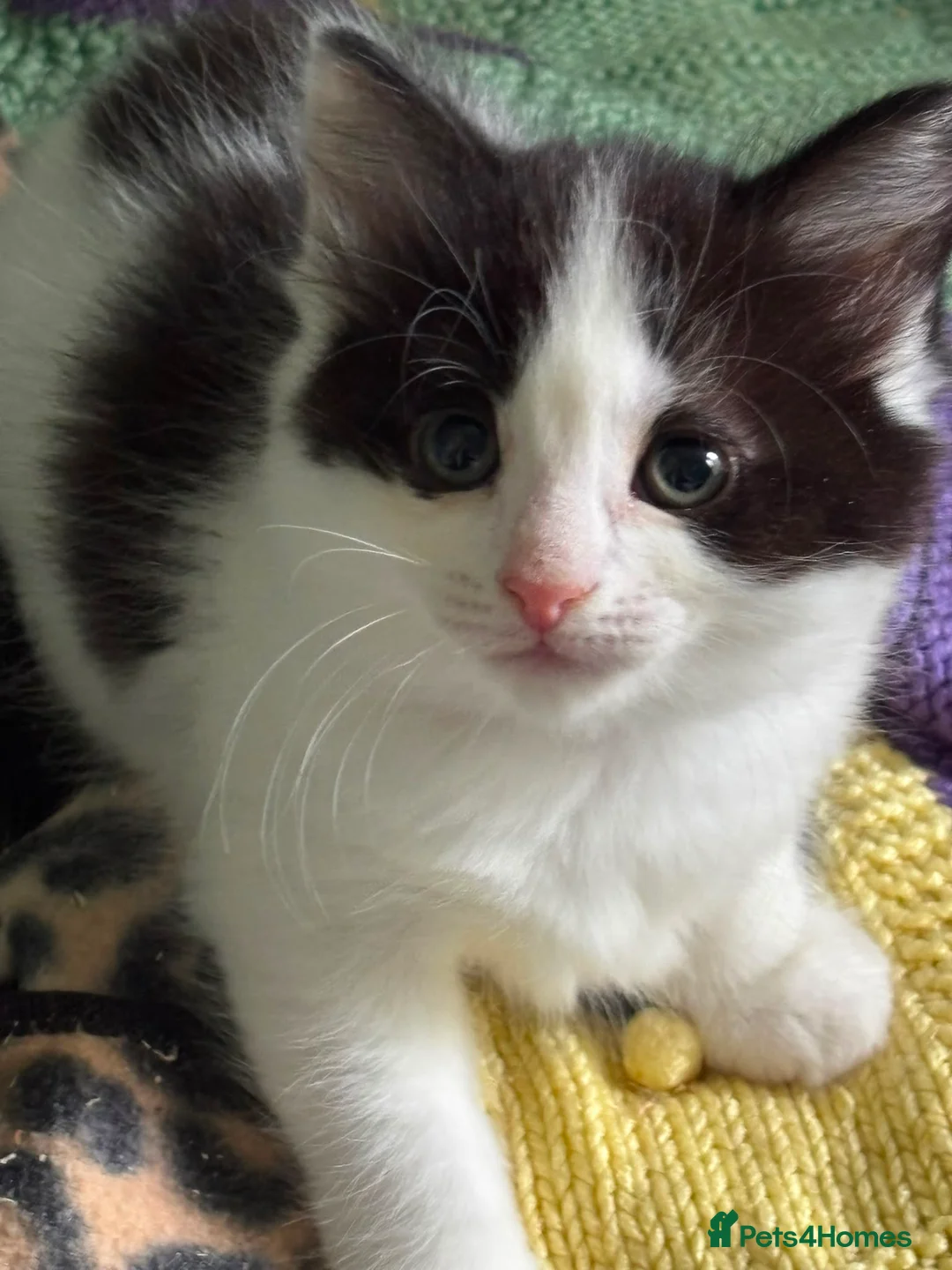 Domestic Shorthair cats for adoption: Adorable Kittens - Adopt  Cats in Crisis EastLdn - Advert 2