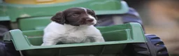 English Springer Spaniel dogs for sale: English springer spaniel puppies  in Exeter - Advert 4