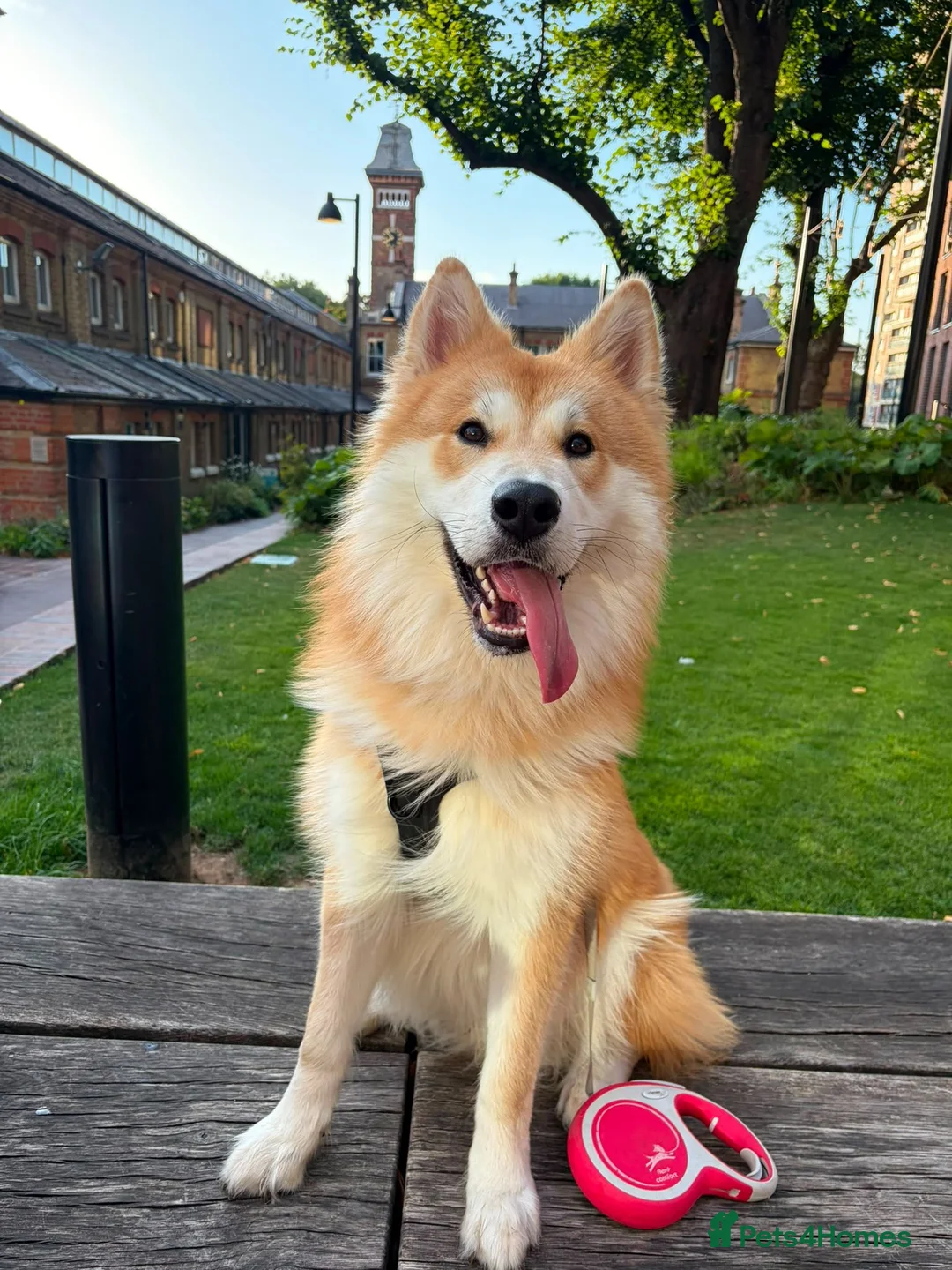 Mixed Breed dogs for sale: Spike, 10 months male, looking for loving home  - Advert 1
