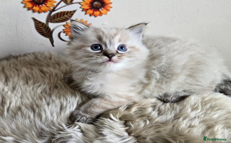 Ragdoll cats - Advert 7