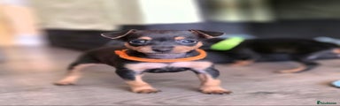 Miniature Pinscher (Orange Collar)