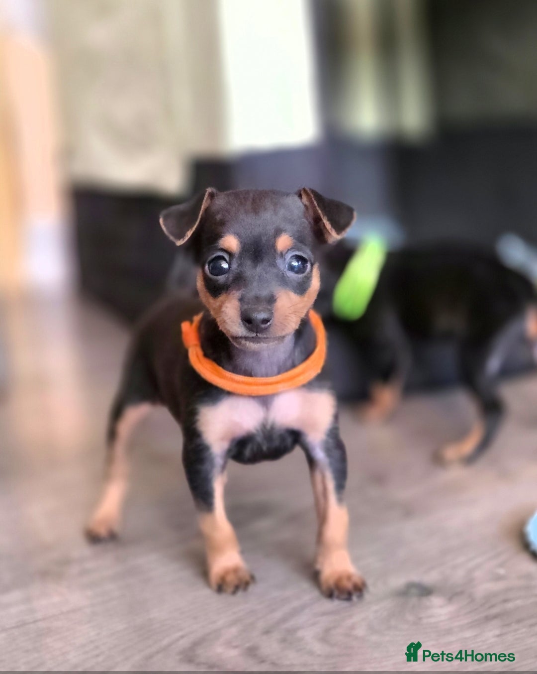 Miniature Pinscher dogs for sale: KC Registered 6 Pure Miniature Pinscher litter - Advert 16