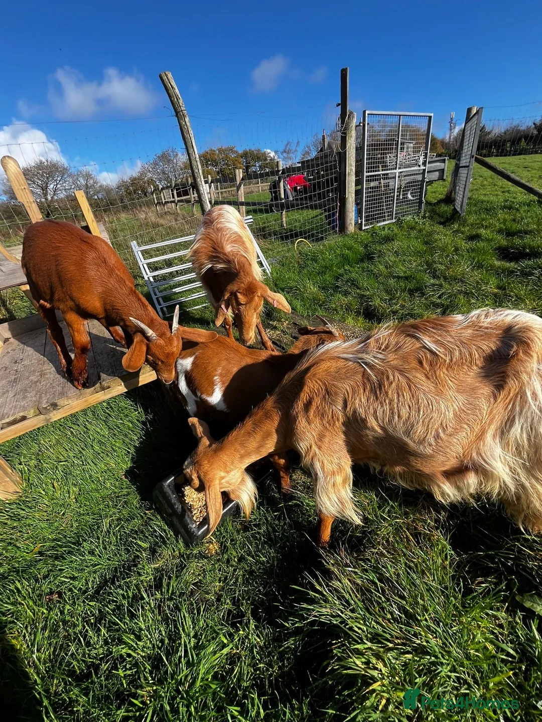 Goats livestock for sale: Family of Golden Guernsey goats - Advert 2