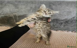 Maine Coon cats for sale: Maine coon kitten - Image 2