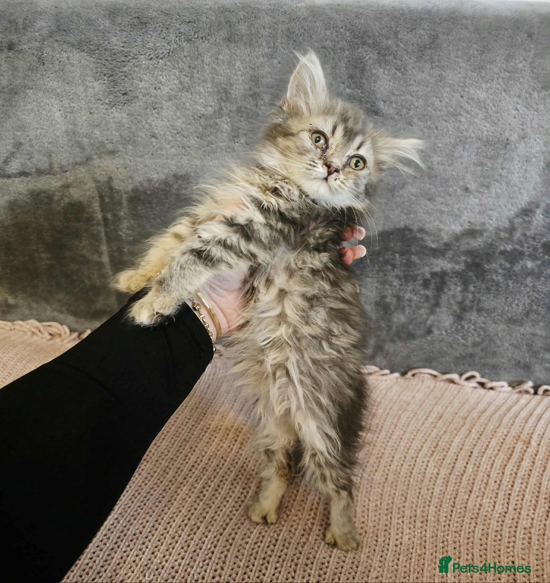 Maine Coon cats for sale: Maine coon kitten - Image 2