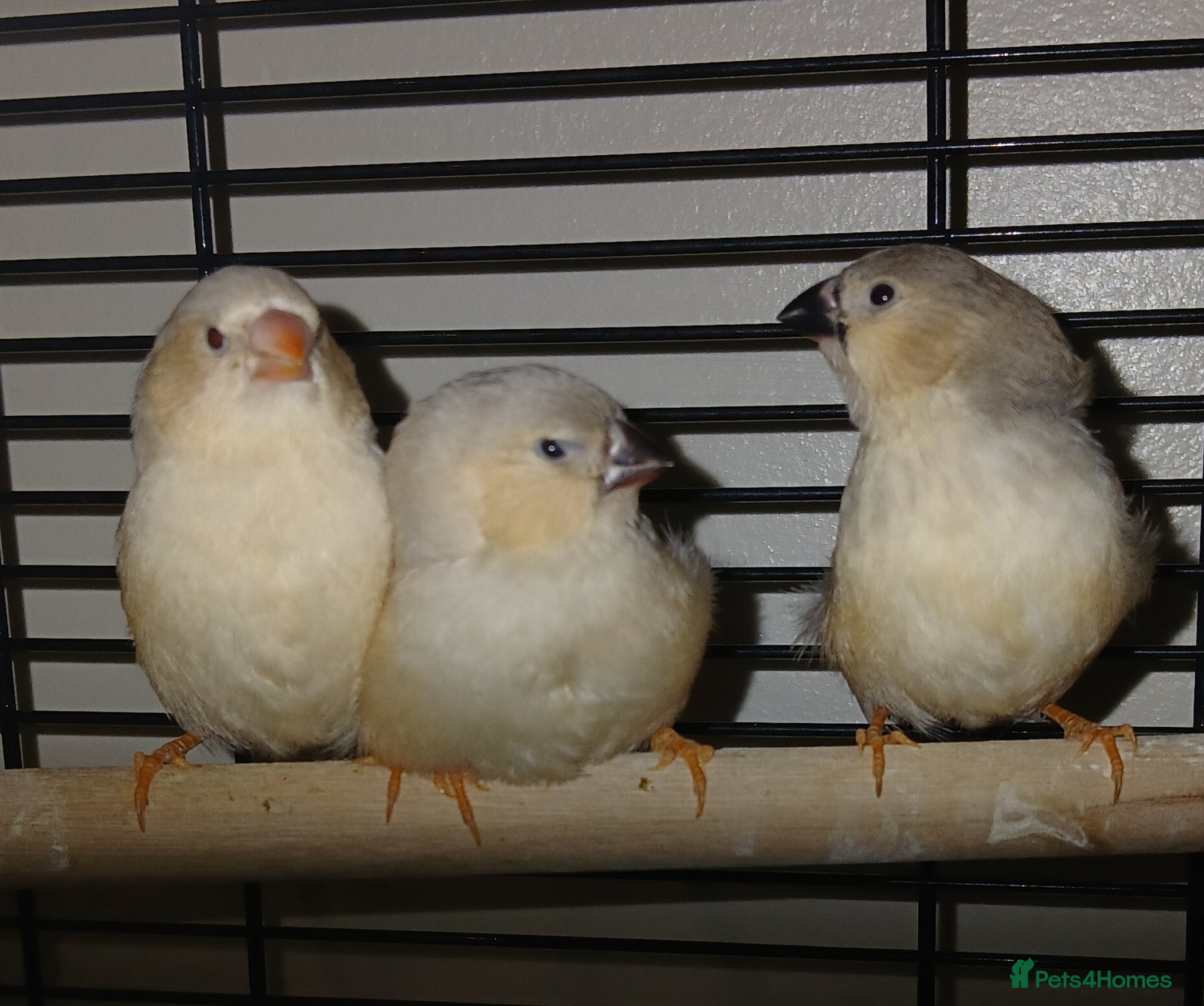 Finches birds Zebra finch chicks - Advert 1