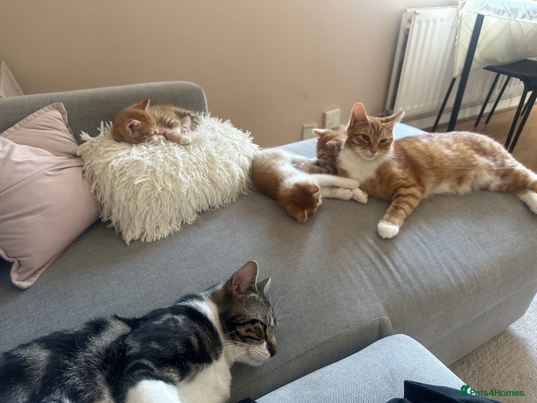 Domestic Shorthair cats for sale: Lovely ginger kittens - Image 5