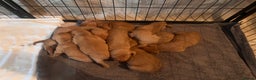 Hungarian Vizsla dogs for sale:  ❄️ Vizsla Pups Born 26/27th Dec ❄️ - Advert 14