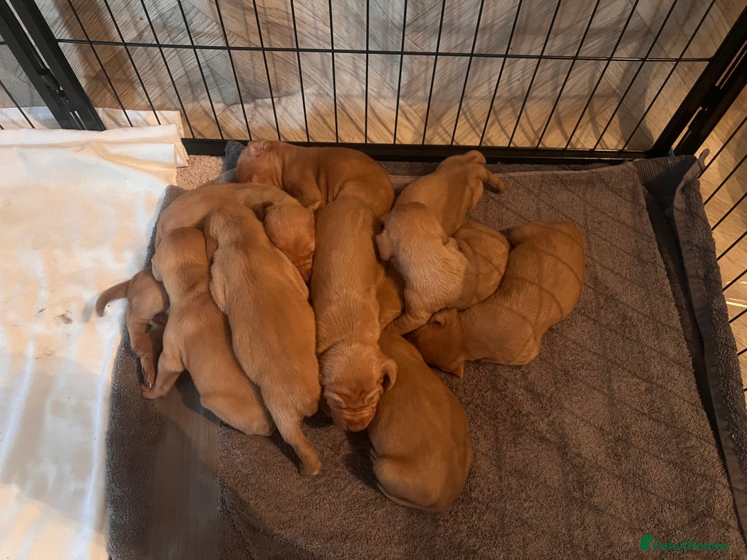 Hungarian Vizsla dogs for sale:  ❄️ Vizsla Pups Born 26/27th Dec ❄️ - Advert 14