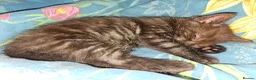 Mixed Breed cats for sale: 1 Ghost Tabby, 1 Tortoiseshell and 1 Black kittens in Cranbrook - Advert 22