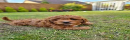 Cavapoo dogs for sale: Cavapoo puppies (toy)DNA CLEAR - Advert 22