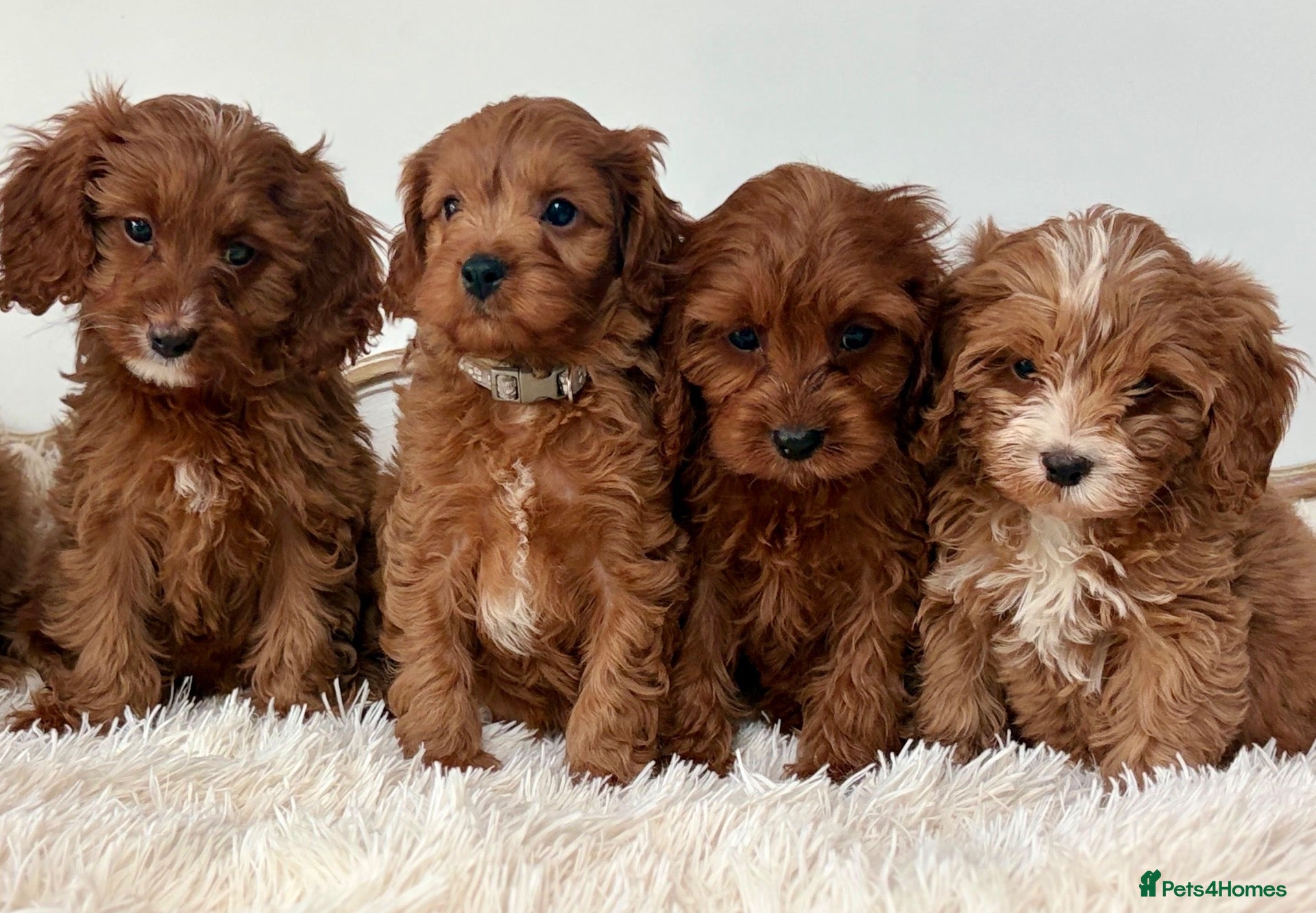 Cavapoo dogs F1 beautiful red cavapoo puppies Family raised - Advert 1