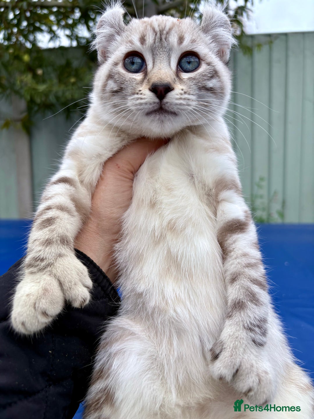 Savannah cats for sale: Breath taking wild looking girl  - Image 23