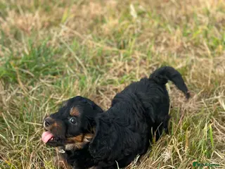 Cockapoo dogs Stunning litter of cockapoo puppies Ready Now - Advert 10