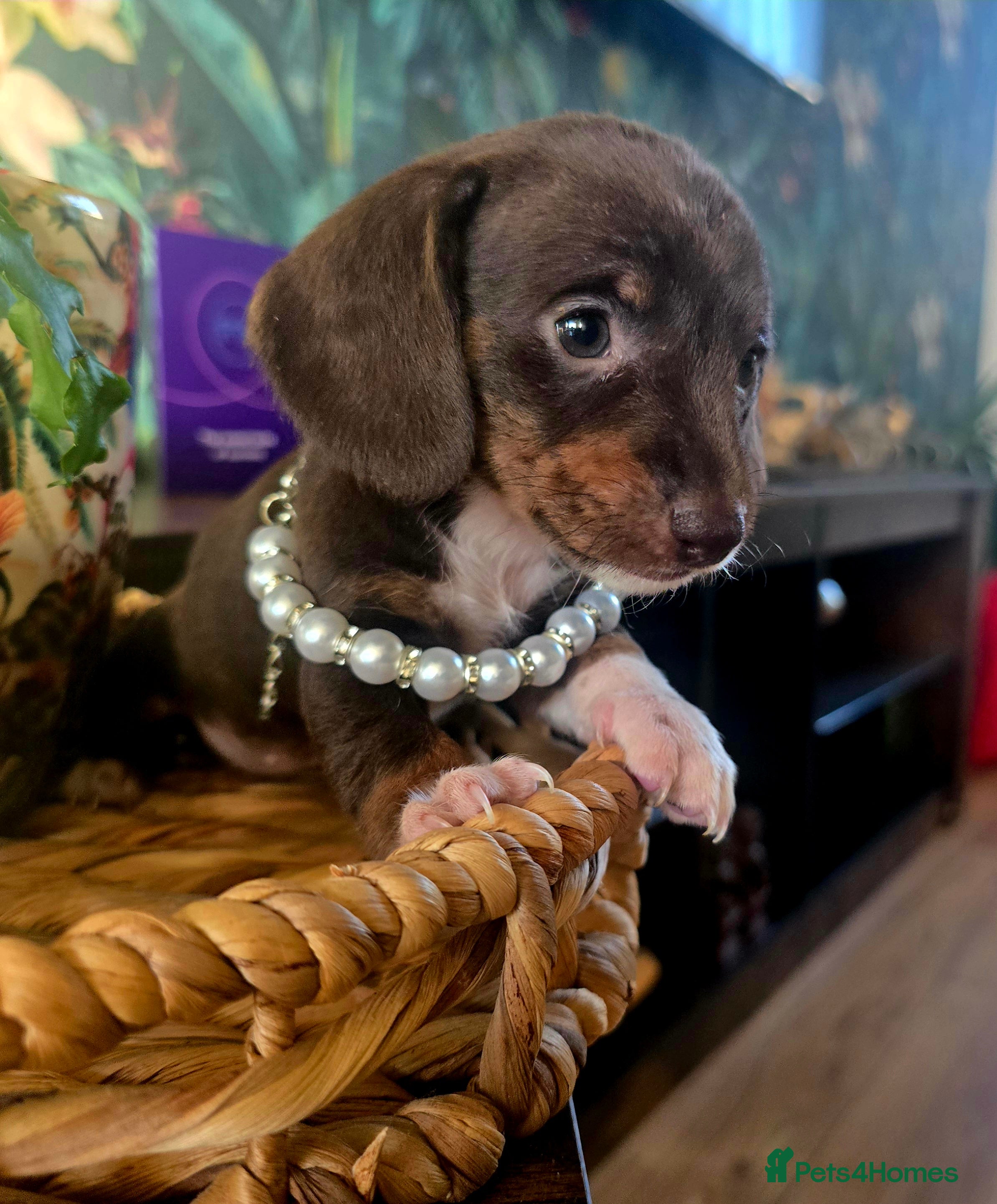 Miniature Dachshund dogs Quality extra tiny miniature daschund  - Advert 1