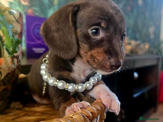 Miniature Dachshund dogs Quality extra tiny miniature daschund - Advert 1