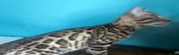 Bengal cats for sale: Supper friendly TICA registered kittens  - Advert 13