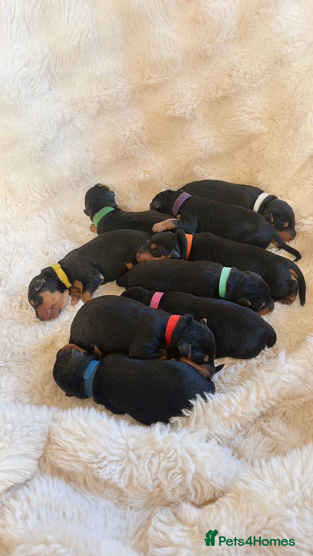 Airedale Terrier dogs for sale: KC Female Airedale Puppy🌟🐾 - Advert 20