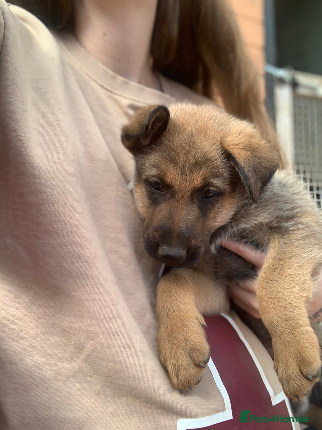 Mixed Breed dogs for sale: German Shepard X Dutch Herder Puppies - Image 23