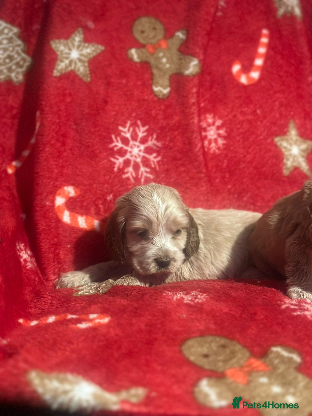 Cocker Spaniel dogs for sale: 🌟STUNNING SHOW COCKER SPANIEL BABIES🌟1 Boy left  - Advert 29