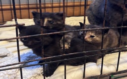 Domestic Shorthair cats for sale: 4 beautiful kittens looking for loving homes  - Image 3