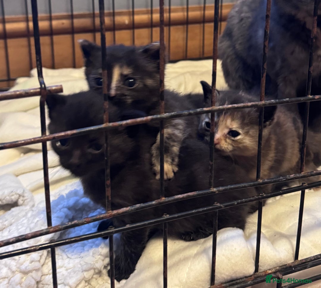 Domestic Shorthair cats for sale: 4 beautiful kittens looking for loving homes  - Image 3