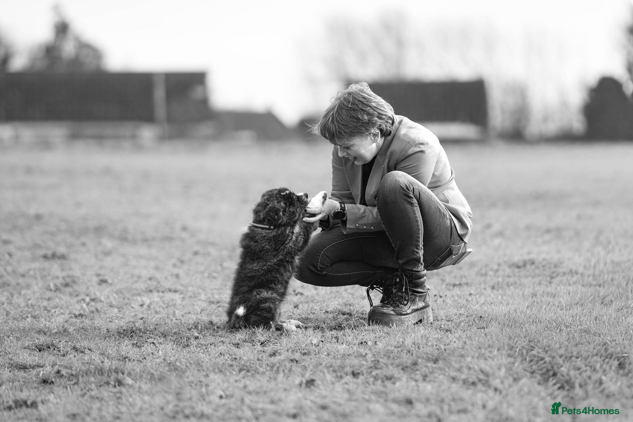 Japanese Akita Inu dogs Jepanese Akita Inu KC registered - Advert 2