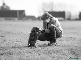 Japanese Akita Inu dogs Jepanese Akita Inu KC registered - Advert 2