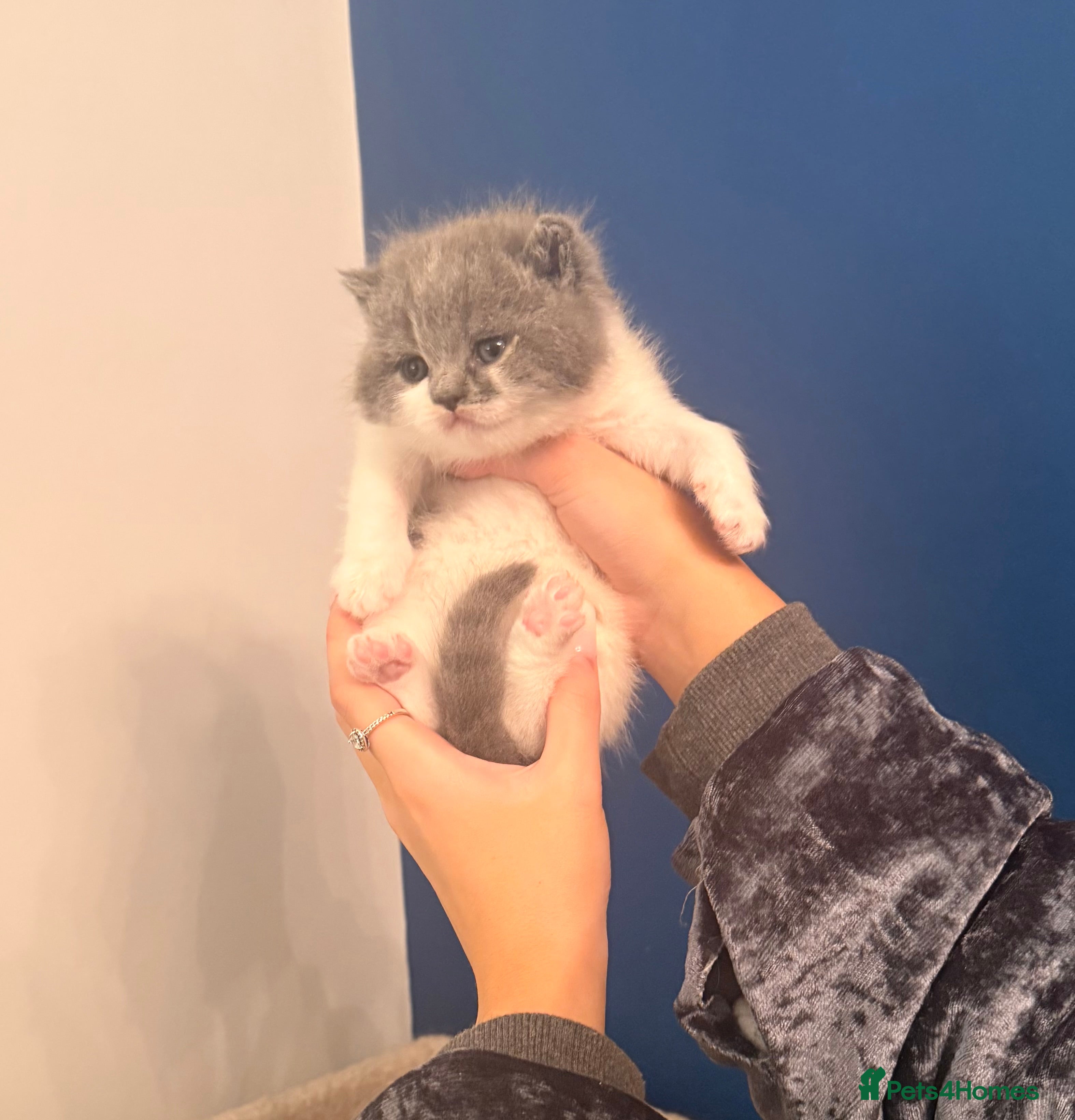 British Shorthair cats GCCF registered bi colour Male  - Advert 5