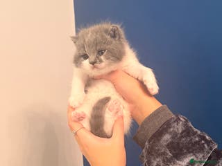 British Shorthair cats GCCF registered bi colour Male - Advert 5
