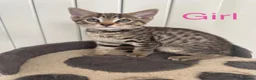 Mixed Breed cats for sale: British Mix Kittens 2 Boys 4 Girls - Advert 1