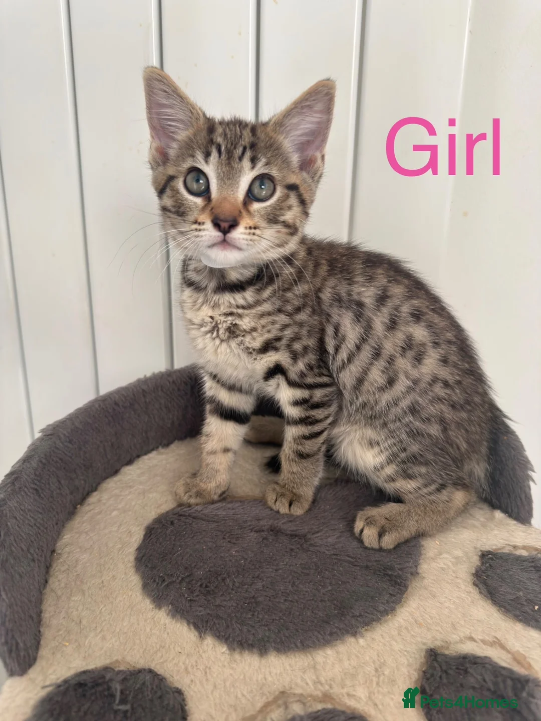 Mixed Breed cats for sale: British Mix Kittens 2 Boys 4 Girls - Advert 1